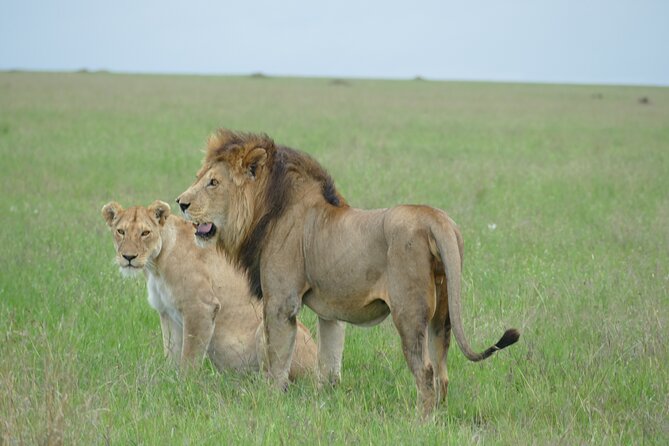 5 Days in to the heart of serengeti - Camping, Meals, and Vehicle Comfort