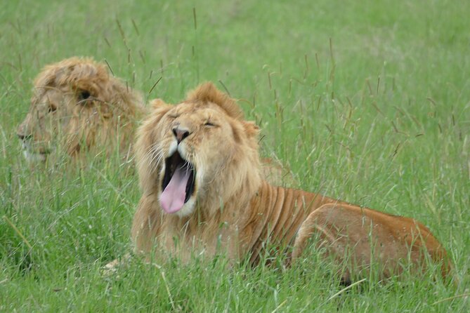 5 Days in to the heart of serengeti - Is $2,700 Per Person Good Value?