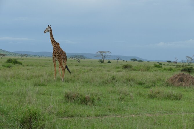 5 Days in to the heart of serengeti - Day 2: Driving Into the Serengeti