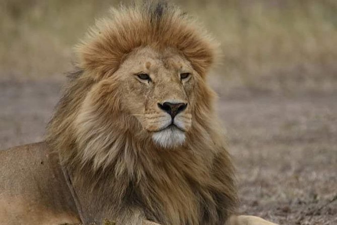 5 days into the heart of serengeti (serengeti, ngorongoro, lake manyara) - The guide can shape the whole safari