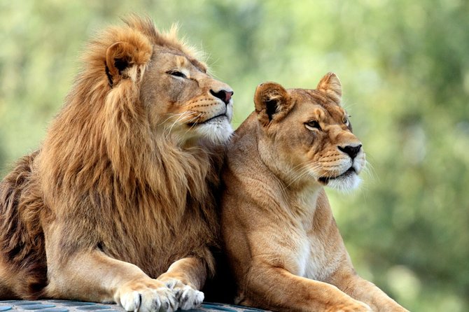 5 Days: Lake Manyara / Serengeti / Ngorongoro - Key points to know before booking