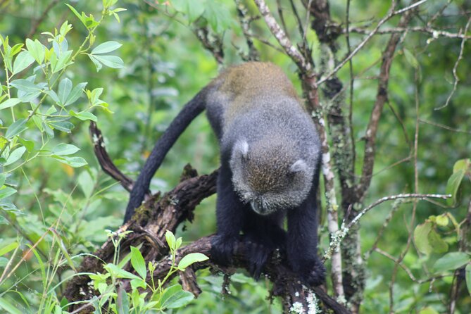 5 Days: Lake Manyara / Serengeti / Ngorongoro - Day 3: Sogore River and a possible balloon flight