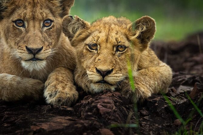 5-Days Lake Manyara, Serengeti, Ngorongoro Crater and Tarangire - Why this five-day route works