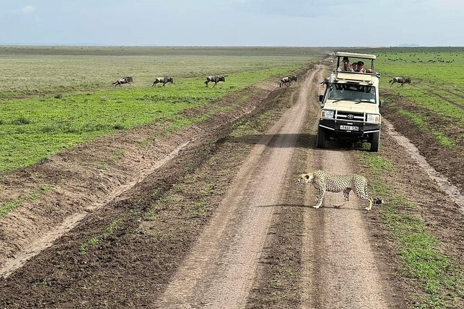 5-Days Lake Manyara, Serengeti, Ngorongoro Crater and Tarangire - Day 5: Tarangire’s baobabs and elephant herds