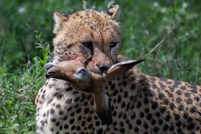 5-Days Lake Manyara, Serengeti, Ngorongoro Crater and Tarangire - Day 1: Lake Manyara’s forest, lake, and tree-climbing lions