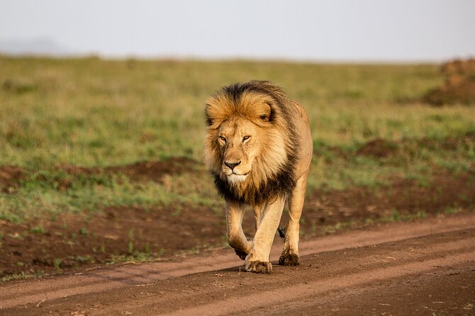 5 days Living Among Lions with Kojuu Safaris - Mid range Lodge - Day 2: Crossing Ngorongoro Conservation Area into the Serengeti
