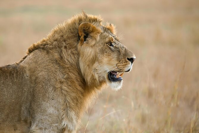 5 days Living Among Lions with Kojuu Safaris - Mid range Lodge - Day 4: Ngorongoro Crater, a compact wildlife bowl