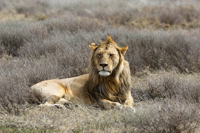5 days Living Among Lions with Kojuu Safaris - Mid range Lodge - Children, private groups, and who will enjoy this most