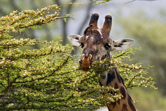 5 Days Lodge Luxury: A Taste of Tanzania Safari - Day 1: A gentle start at Usa River