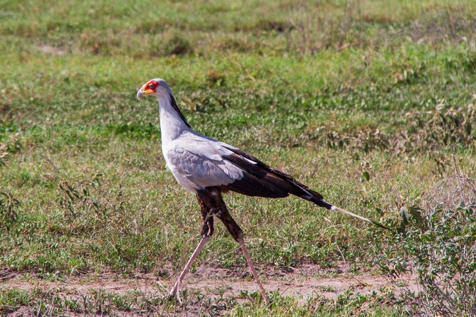 5 Days Lodge Luxury: A Taste of Tanzania Safari - Day 4: Lake Manyara and the search for tree-climbing lions