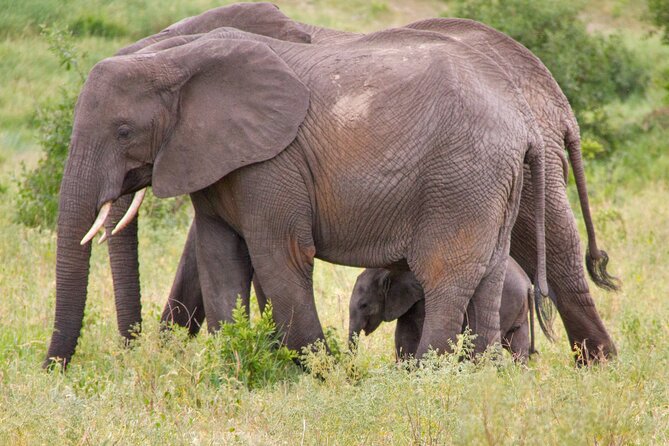 5 Days Lodge Luxury: A Taste of Tanzania Safari - The guide can make or break the safari