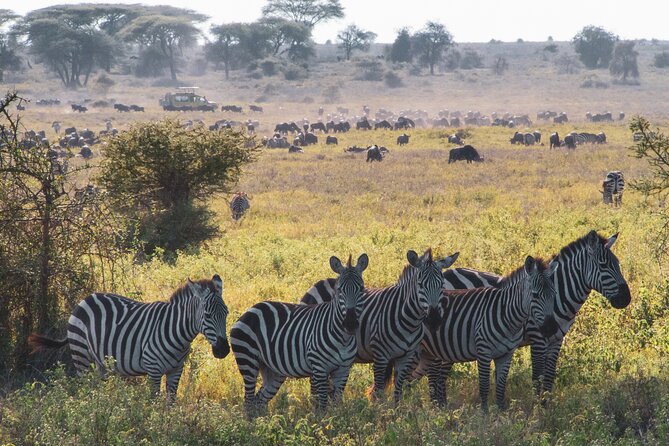 5 Days Lodge Luxury: A Taste of Tanzania Safari - Who will enjoy this safari most?