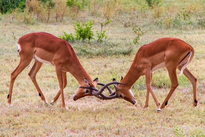 5 Days Lodge Luxury: A Taste of Tanzania Safari - Day 2: Tarangire, baobabs, and elephant country