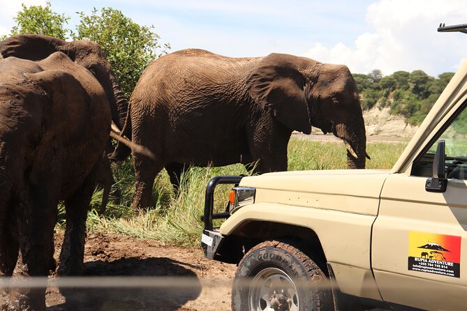 5 Days Lodge Safari - Tarangire, Serengeti, Ngorongoro & Manyara - Day One: Tarangire’s Elephants and Baobabs