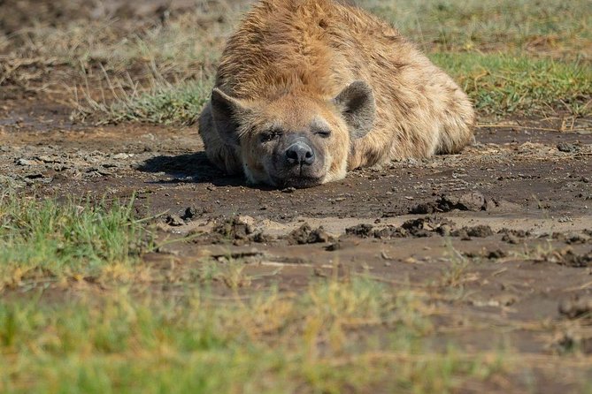 5 Days Luxury Lodge Safari Tour Tanzania - A fast route through Tanzania’s classic parks