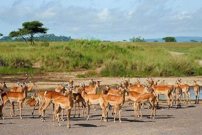 5 Days Luxury Lodge Safari Tour Tanzania - Day 4: From Serengeti to the Ngorongoro highlands