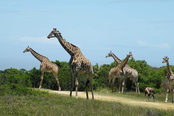 5 Days Luxury Lodge Safari Tour Tanzania - Day 5: Ngorongoro Crater and the return to Arusha