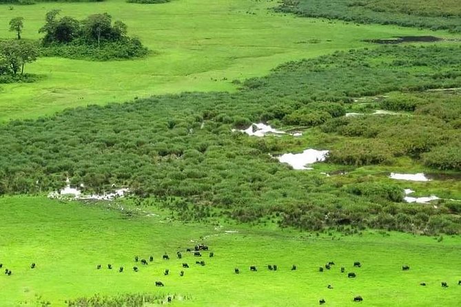 5 Days Luxury Lodge Safari Tour Tanzania - Lodges, meals, and the meaning of luxury
