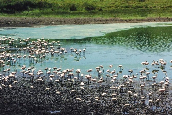 5 Days Luxury Lodge Safari Tour Tanzania - Guides, communication, and group size
