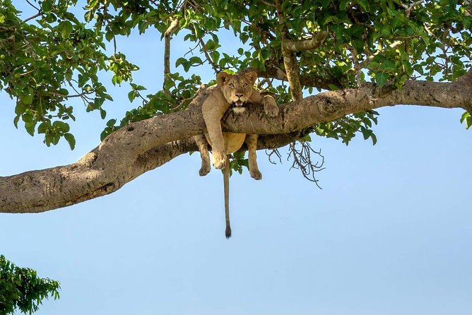 5 Days Luxury Lodge Safari Tour Tanzania - Day 1: Tarangire’s elephants and evening drive
