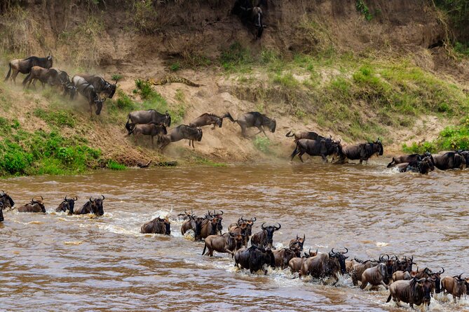 5 Days Mid-Range Group Safari with Accommodation - Day two: Lake Manyara adds forest, birds, and variety