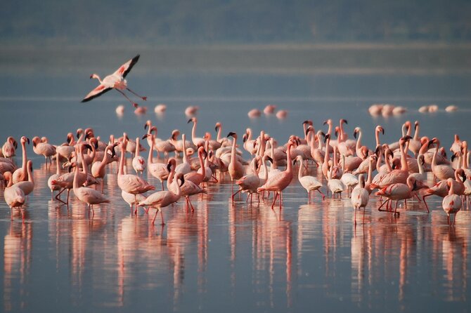 5 Days Northern Tanzania Safari- Lodging - Key points to know before booking