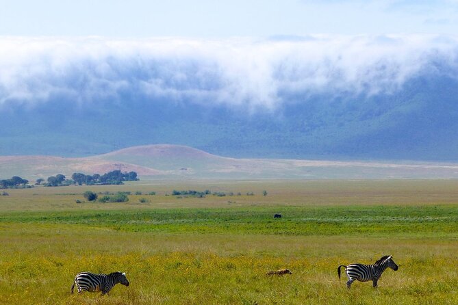 5 Days Northern Tanzania Safari- Lodging - Day 1: Tarangire for baobabs, birds, and dry-season wildlife
