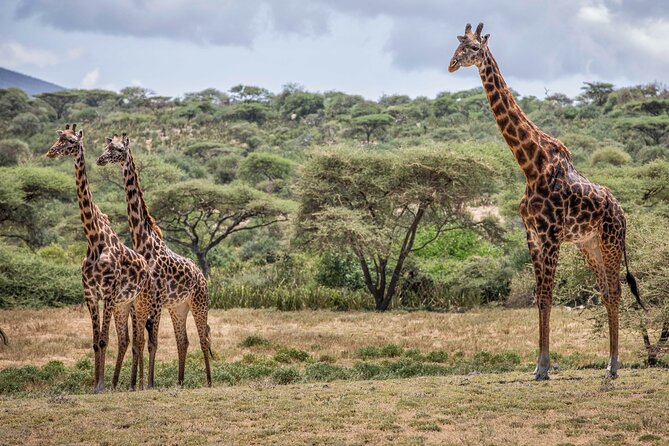 5 Days Private Budget Lodge Safari to Serengeti & Ngorongoro - What This Five-Day Safari Really Includes