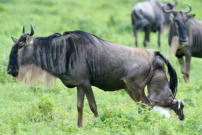 5 Days Private Budget Lodge Safari to Serengeti & Ngorongoro - Day Two: The Long Road Into The Serengeti