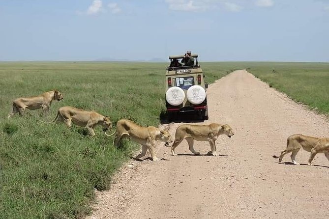 5-Days Private Midrange Safari: Serengeti, Ngorongoro & Manyara - Day 3: Serengeti sunrise, then toward Ngorongoro
