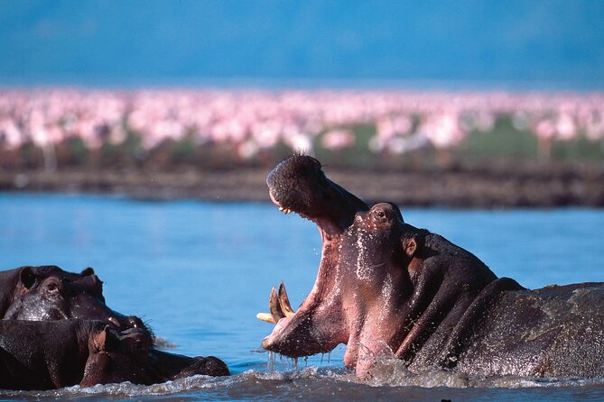 5-Days Private Safari Tour in Trangire, Serengeti, and Ngorongoro Crater - Day 5: Airport transfer and an unclear final schedule