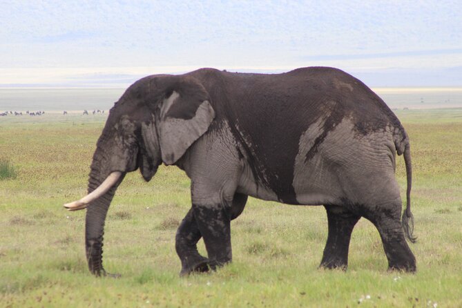 5-Days Private Tanzania Safari Tour - Five details that shape this safari