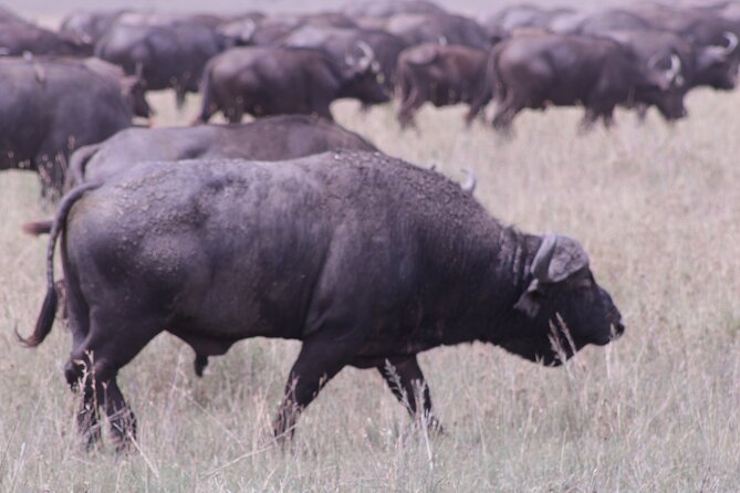 5-Days Private Tanzania Safari Tour - Four parks in five days, with a useful change of pace