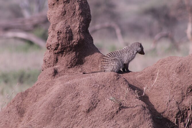 5-Days Private Tanzania Safari Tour - Day 3: Central Serengeti and the art of looking