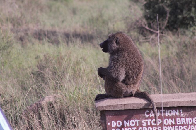 5-Days Private Tanzania Safari Tour - Day 4: Ngorongoro Crater and a serious rhino search