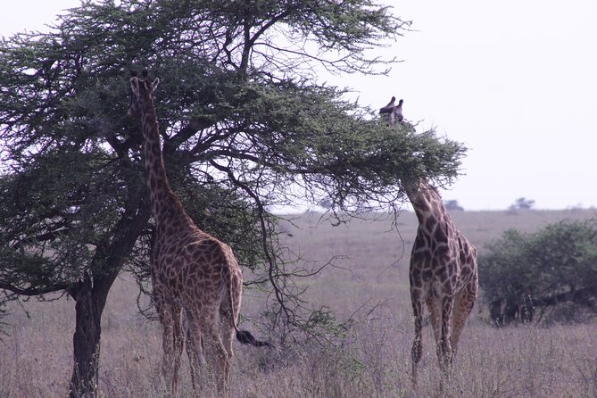 5-Days Private Tanzania Safari Tour - Day 5: Lake Manyara by vehicle and on foot