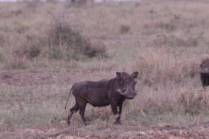5-Days Private Tanzania Safari Tour - Day 1: Tarangire and the world of the baobab