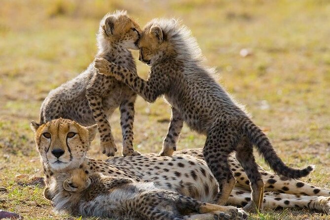 5 Days Safari Adventure in Tanzania - Why this five-day safari works