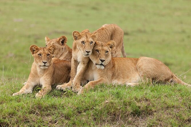 5 Days Safari Adventure in Tanzania - Day 3: A full day for the Great Migration