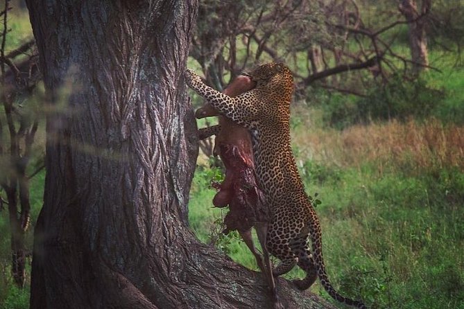 5 days safari, hiking & culture (Serengeti & kilimanjaro) - Day Three: An Early Serengeti Drive and the Road Out