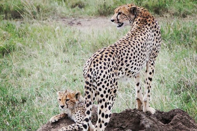 5 days safari, hiking & culture (Serengeti & kilimanjaro) - Day Four: Descending Into Ngorongoro Crater