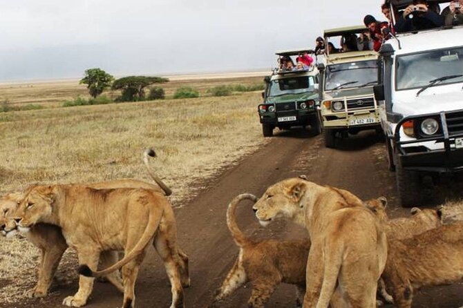5 Days Safari in Tanzania | Camping and Lodge Safaris - Who will enjoy this safari most