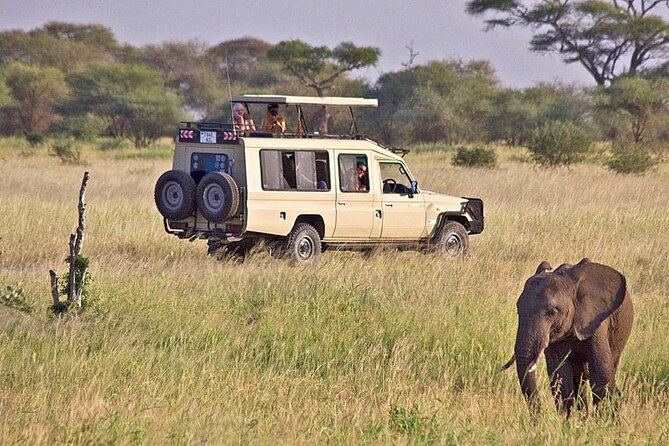 5 Days Safari in Tanzania | Camping and Lodge Safaris - A full day on the plains without endless rushing