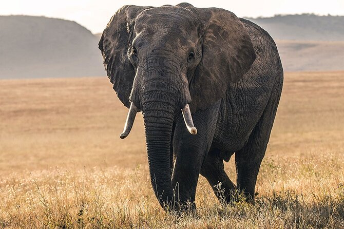 5 Days Safari Northern Circuit of Tanzania - What this five-day route really offers