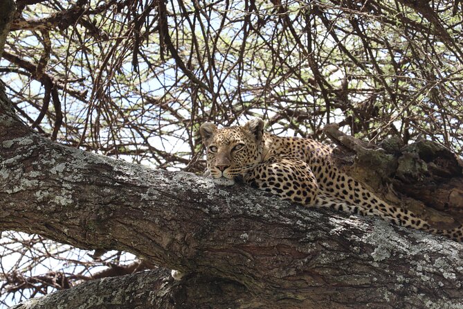 5 Days Safari Northern Circuit of Tanzania - Day 3 at Ngorongoro Crater: wildlife in a natural bowl