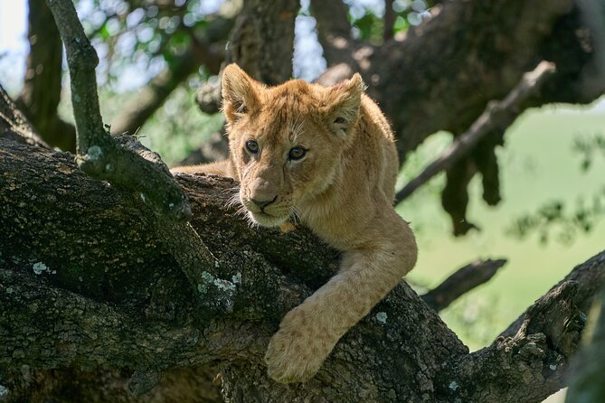 5 Days Safari Northern Circuit of Tanzania - The guides can shape the whole safari