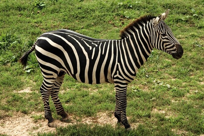 5 Days Safari Tarangire, Serengeti, and Ngorongoro Crater - Key points to know before booking