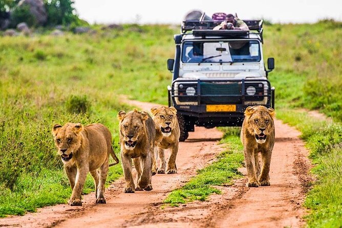 5 Days Safari Tarangire, Serengeti, and Ngorongoro Crater - What this five-day route does well
