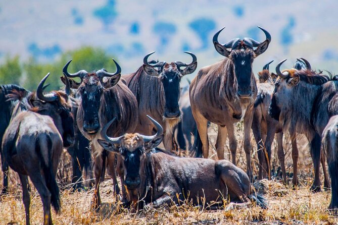 5 Days Safari Tarangire, Serengeti, and Ngorongoro Crater - Day 3: A long day in the Serengeti