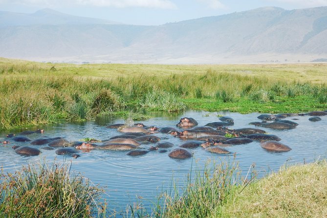 5 Days Safari to Serengeti, Ngorongoro, Tarangire from Arusha - Day one among Tarangire’s elephants and baobabs